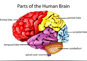 human brain