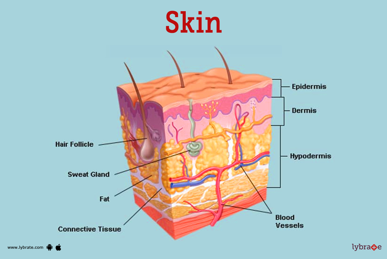 Skincare | Protect skin ,Moisturizing,Anatomy and Physiology