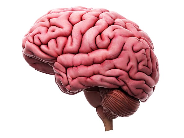 Human brain information & Anatomy